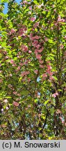 Prunus Shiro-fugen