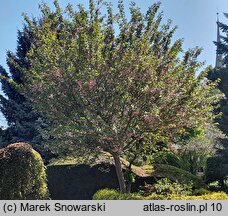 Prunus Shiro-fugen