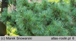 Pinus peuce (sosna rumelijska)