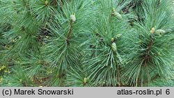 Pinus peuce (sosna rumelijska)