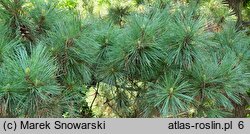 Pinus peuce (sosna rumelijska)