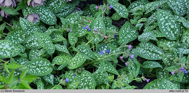 Pulmonaria Trevi Fountain