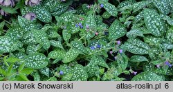 Pulmonaria Trevi Fountain