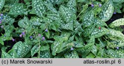 Pulmonaria Trevi Fountain