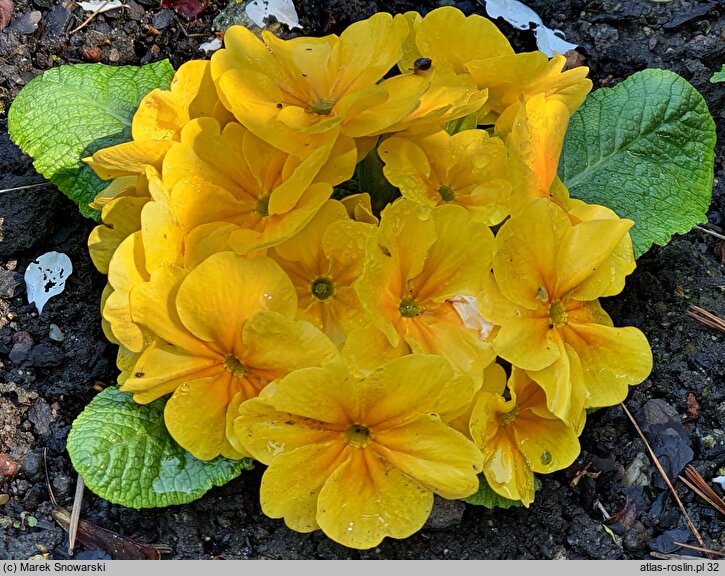 Primula ×polyantha Hethor Goldorange