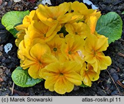 Primula ×polyantha Hethor Goldorange