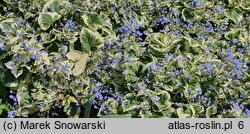 Brunnera macrophylla Variegata