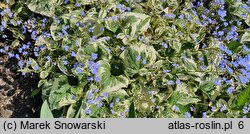 Brunnera macrophylla Variegata