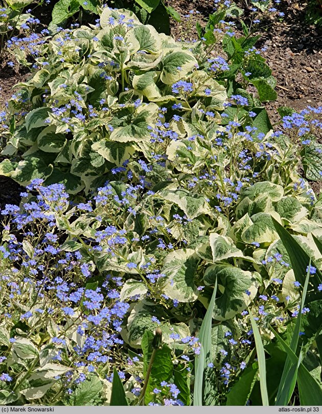 Brunnera macrophylla Variegata