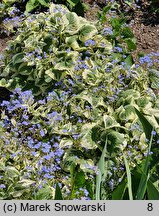 Brunnera macrophylla Variegata