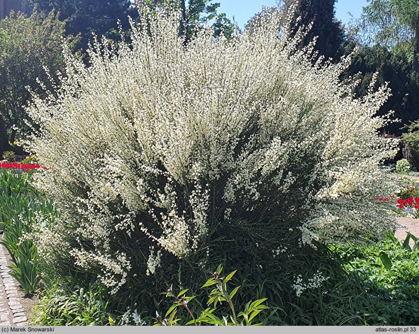 Cytisus ×praecox Albus