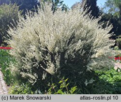 Cytisus ×praecox Albus