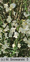 Cytisus ×praecox Albus