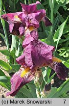 Iris Red Orchid