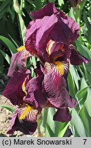 Iris hort. Red Orchid