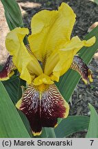 Iris hort. Kupferhammer