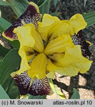 Iris hort. Kupferhammer