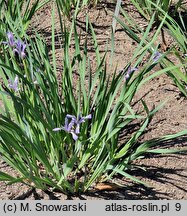 Iris lactea (kosaciec mlecznobiały)