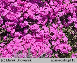 Phlox subulata McDaniel's Cushion