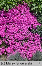 Phlox subulata McDaniel's Cushion