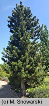 Pinus heldreichii Satellit