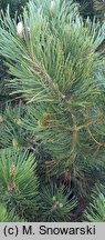 Pinus heldreichii Satellit