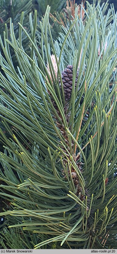 Pinus heldreichii Satellit