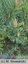 Pinus sylvestris Watereri