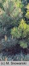 Pinus sylvestris Watereri