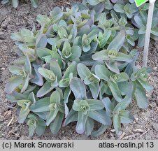 Sedum hort. Xenox