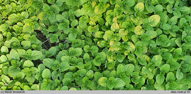 Origanum vulgare Thumble's Variety