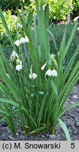 Leucojum aestivum (śnieżyca letnia)