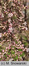 Tamarix tetrandra (tamaryszek czteropręcikowy)