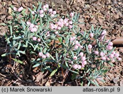 Andromeda polifolia (modrzewnica pospolita)