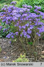 Rhododendron Lauretta