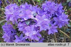 Rhododendron hort. Lauretta