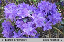 Rhododendron Lauretta