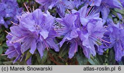 Rhododendron hort. Lauretta