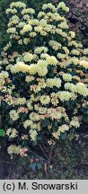 Rhododendron hort. Ehrengold