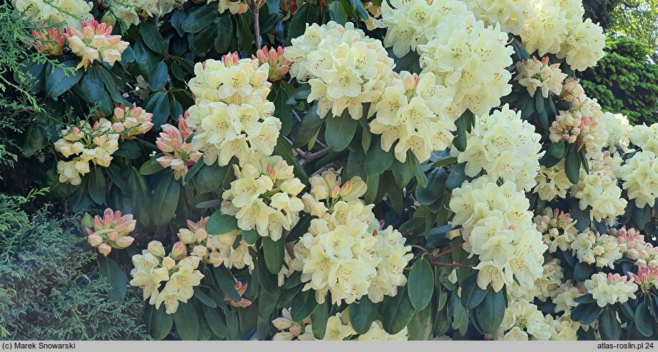 Rhododendron hort. Ehrengold