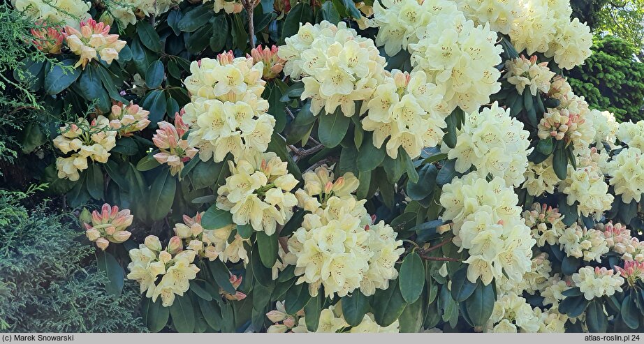 Rhododendron Ehrengold