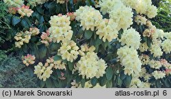 Rhododendron hort. Ehrengold