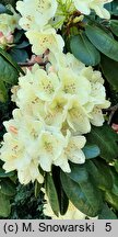 Rhododendron hort. Ehrengold