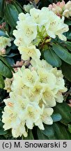 Rhododendron hort. Ehrengold