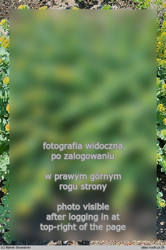 Rhodiola rosea ssp. arctica (różeniec górski arktyczny)