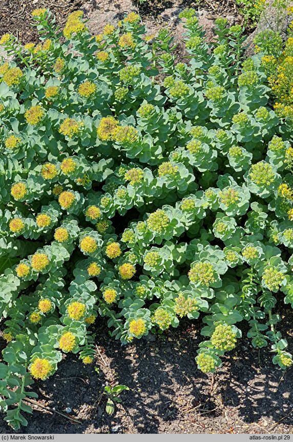 Rhodiola rosea ssp. arctica (różeniec górski arktyczny)