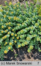 Rhodiola rosea ssp. arctica (różeniec górski arktyczny)