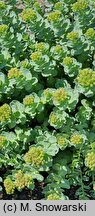 Rhodiola rosea ssp. arctica (różeniec górski arktyczny)