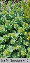 Rhodiola rosea ssp. arctica (różeniec górski arktyczny)