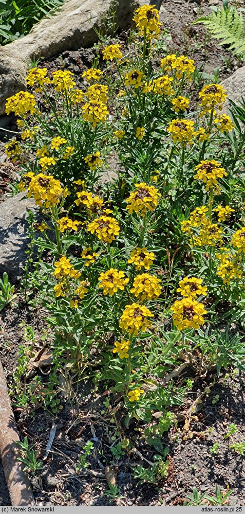 Erysimum pulchellum (pszonak nadobny)